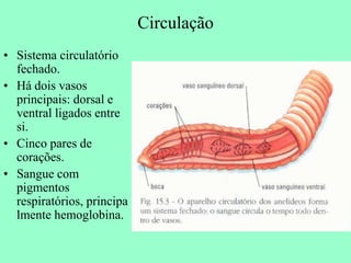 Circulação
• Sistema circulatório
  fechado.
• Há dois vasos
  principais: dorsal e
  ventral ligados entre
  si.
• Cinco pares de
  corações.
• Sangue com
  pigmentos
  respiratórios, principa
  lmente hemoglobina.
 