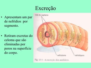 Excreção
• Apresentam um par
  de nefrídios por
  segmento.

• Retiram excretas do
  celoma que são
  eliminadas por
  poros na superfície
  do corpo.
 