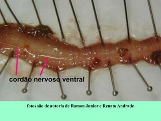 fotos são de autoria de Ramon Junior e Renato Andrade
 