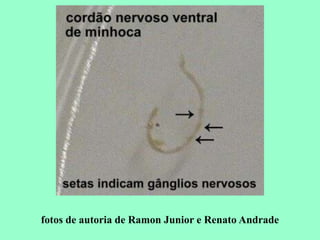 fotos de autoria de Ramon Junior e Renato Andrade
 