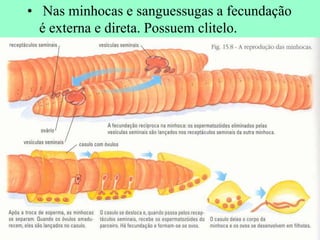 • Nas minhocas e sanguessugas a fecundação
  é externa e direta. Possuem clitelo.
 