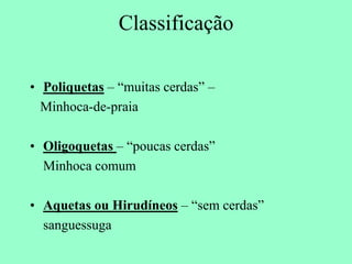 Classificação

• Poliquetas – “muitas cerdas” –
  Minhoca-de-praia

• Oligoquetas – “poucas cerdas”
  Minhoca comum

• Aquetas ou Hirudíneos – “sem cerdas”
  sanguessuga
 