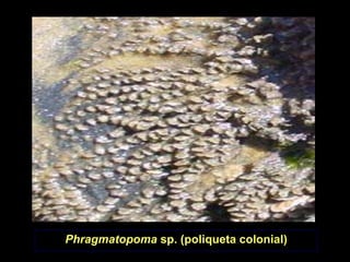 Phragmatopoma sp. (poliqueta colonial)
 