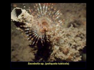 Sacebella sp. (poliqueta tubícola)
 