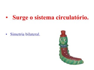 • Surge o sistema circulatório.

• Simetria bilateral.
 