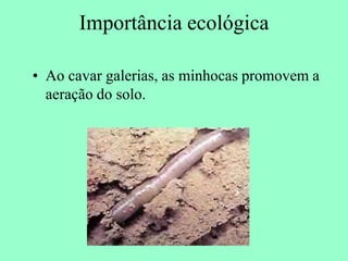 Importância ecológica

• Ao cavar galerias, as minhocas promovem a
  aeração do solo.
 