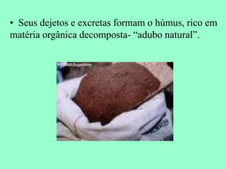 • Seus dejetos e excretas formam o húmus, rico em
matéria orgânica decomposta- “adubo natural”.
 