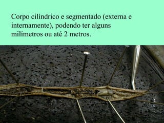 Corpo cilíndrico e segmentado (externa e
internamente), podendo ter alguns
milímetros ou até 2 metros.
 