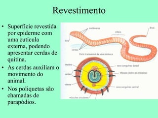 Revestimento
• Superfície revestida
  por epiderme com
  uma cutícula
  externa, podendo
  apresentar cerdas de
  quitina.
• As cerdas auxiliam o
  movimento do
  animal.
• Nos poliquetas são
  chamadas de
  parapódios.
 