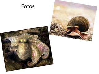 Fotos
 