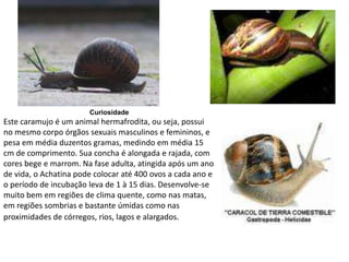 Curiosidade
Este caramujo é um animal hermafrodita, ou seja, possui
no mesmo corpo órgãos sexuais masculinos e femininos, e
pesa em média duzentos gramas, medindo em média 15
cm de comprimento. Sua concha é alongada e rajada, com
cores bege e marrom. Na fase adulta, atingida após um ano
de vida, o Achatina pode colocar até 400 ovos a cada ano e
o período de incubação leva de 1 à 15 dias. Desenvolve-se
muito bem em regiões de clima quente, como nas matas,
em regiões sombrias e bastante úmidas como nas
proximidades de córregos, rios, lagos e alargados.
 