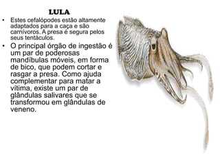 LULA
• Estes cefalópodes estão altamente
  adaptados para a caça e são
  carnívoros. A presa é segura pelos
  seus tentáculos.
• O principal órgão de ingestão é
  um par de poderosas
  mandíbulas móveis, em forma
  de bico, que podem cortar e
  rasgar a presa. Como ajuda
  complementar para matar a
  vítima, existe um par de
  glândulas salivares que se
  transformou em glândulas de
  veneno.
 