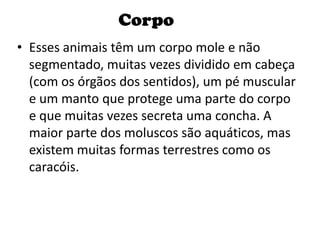 Corpo
• Esses animais têm um corpo mole e não
  segmentado, muitas vezes dividido em cabeça
  (com os órgãos dos sentidos), um pé muscular
  e um manto que protege uma parte do corpo
  e que muitas vezes secreta uma concha. A
  maior parte dos moluscos são aquáticos, mas
  existem muitas formas terrestres como os
  caracóis.
 