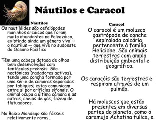 Náutilos e Caracol
             Náutilos                            Caracol
Os nautilóides são cefalópodes           O caracol é um molusco
  marinhos arcaicos que foram
  muito abundantes no Paleozóico,         gastrópode de concha
  existindo ainda um género vivo —          espiralada calcária,
  o nautilus — que vive no sudoeste        pertencente à família
  do Oceano Pacífico.                     Helicidae. São animais
                                           terrestres com ampla
Têm uma cabeça dotada de olhos           distribuição ambiental e
  bem desenvolvidos com                         geográfica.
  tentáculos preênsis. São
  nectónicos (nadadores activos),
  tendo uma concha formada por         Os caracóis são terrestres e
  uma série de câmaras separadas
  por tabiques; estas comunicam           respiram através de um
  entre si por orifícios sifonais. O              pulmão.
  animal ocupa a última câmara e as
  outras, cheias de gás, fazem de
  flutuadores.                           Há moluscos que estão
                                          presentes em diversas
No Baixo Mondego são fósseis             partes do planeta, como o
  relativamente raros,                  caramujo Achatina fulica, e
 