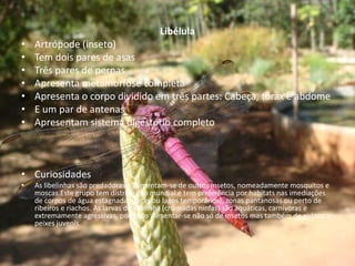 Libélula
•   Artrópode (inseto)
•   Tem dois pares de asas
•   Três pares de pernas
•   Apresenta metamorfose completa
•   Apresenta o corpo dividido em três partes: Cabeça, tórax e abdome
•   E um par de antenas
•   Apresentam sistema digestório completo



• Curiosidades
•   As libelinhas são predadoras e alimentam-se de outros insetos, nomeadamente mosquitos e
    moscas.Este grupo tem distribuição mundial e tem preferência por habitats nas imediações
    de corpos de água estagnada (poças ou lagos temporários), zonas pantanosas ou perto de
    ribeiros e riachos. As larvas de libelinha (chamadas ninfas) são aquáticas, carnívoras e
    extremamente agressivas, podendo alimentar-se não só de insetos mas também de girinos e
    peixes juvenis.
 