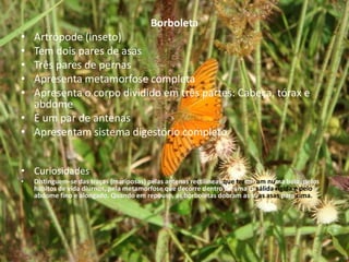 Borboleta
• Artrópode (inseto)
• Tem dois pares de asas
• Três pares de pernas
• Apresenta metamorfose completa
• Apresenta o corpo dividido em três partes: Cabeça, tórax e
  abdome
• E um par de antenas
• Apresentam sistema digestório completo


• Curiosidades
•   Distinguem-se das traças (mariposas) pelas antenas rectilíneas que terminam numa bola, pelos
    hábitos de vida diurnos, pela metamorfose que decorre dentro de uma crisálida rígida e pelo
    abdome fino e alongado. Quando em repouso, as borboletas dobram as suas asas para cima.
 