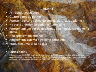 Aranha
• Artrópode(aracnídeo)
• Quatro pares de pernas
• Apresenta o corpo dividido em: cefalotórax e abdome
• Na parte anterior do abdome fica os olho
• Apresentam um par de quelíceras que inoculam veneno na
  presa
• Não apresentam antenas
• Apresentam sistema digestório completo
• Produzem uma seda ou teia

• Curiosidades
•   Existem cerca de 40.000 espécies de aranhas, o que a torna a segunda maior ordem dos
    Aracnídeos (atrás somente da ordem Acari). Em um acre de gramado em uma colina não
    remexida na Inglaterra estimaram-se 2.265.000 indivíduos(aranhas).
 