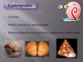 4
 Conchas:
 Massa visceral fica internamente
 Bivalves (filtradores) e univalves (carnívoros e herbívoros)
 