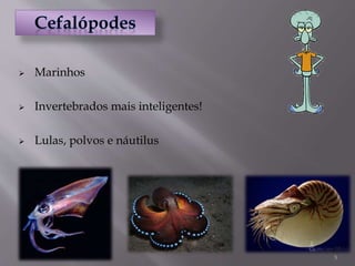 5
 Marinhos
 Invertebrados mais inteligentes!
 Lulas, polvos e náutilus
 