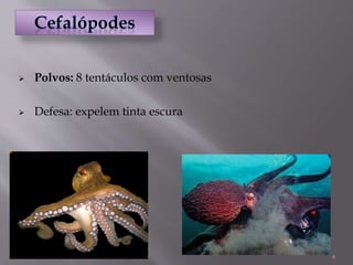 6
 Polvos: 8 tentáculos com ventosas
 Defesa: expelem tinta escura
 