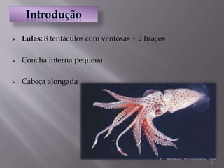 7
 Lulas: 8 tentáculos com ventosas + 2 braços
 Concha interna pequena
 Cabeça alongada
 