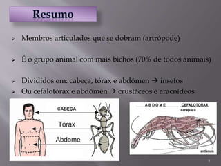 9
 Membros articulados que se dobram (artrópode)
 É o grupo animal com mais bichos (70% de todos animais)
 Divididos em: cabeça, tórax e abdômen  insetos
 Ou cefalotórax e abdômen  crustáceos e aracnídeos
 
