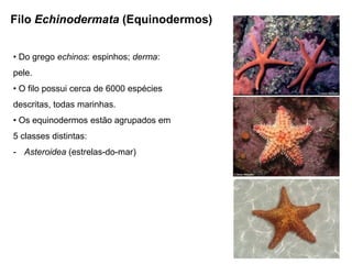 Filo Echinodermata (Equinodermos)


• Do grego echinos: espinhos; derma:
pele.
• O filo possui cerca de 6000 espécies
descritas, todas marinhas.
• Os equinodermos estão agrupados em
5 classes distintas:
- Asteroidea (estrelas-do-mar)
 