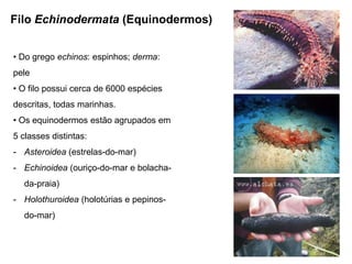 Filo Echinodermata (Equinodermos)


• Do grego echinos: espinhos; derma:
pele
• O filo possui cerca de 6000 espécies
descritas, todas marinhas.
• Os equinodermos estão agrupados em
5 classes distintas:
- Asteroidea (estrelas-do-mar)
- Echinoidea (ouriço-do-mar e bolacha-
  da-praia)
- Holothuroidea (holotúrias e pepinos-
  do-mar)
 