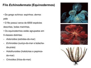 Filo Echinodermata (Equinodermos)


• Do grego echinos: espinhos; derma:
pele
• O filo possui cerca de 6000 espécies
descritas, todas marinhas.
• Os equinodermos estão agrupados em
5 classes distintas:
- Asteroidea (estrelas-do-mar)
- Echinoidea (ouriço-do-mar e bolacha-
  da-praia)
- Holothuroidea (holotúrias e pepinos-
  do-mar)
- Crinoidea (lírios-do-mar)
 