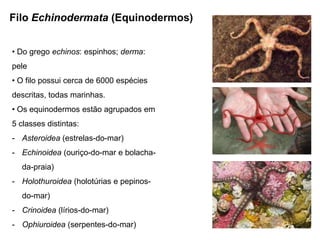 Filo Echinodermata (Equinodermos)


• Do grego echinos: espinhos; derma:
pele
• O filo possui cerca de 6000 espécies
descritas, todas marinhas.
• Os equinodermos estão agrupados em
5 classes distintas:
- Asteroidea (estrelas-do-mar)
- Echinoidea (ouriço-do-mar e bolacha-
  da-praia)
- Holothuroidea (holotúrias e pepinos-
  do-mar)
- Crinoidea (lírios-do-mar)
- Ophiuroidea (serpentes-do-mar)
 
