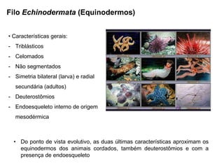 Filo Echinodermata (Equinodermos)


• Características gerais:
- Triblásticos
- Celomados
- Não segmentados
- Simetria bilateral (larva) e radial
   secundária (adultos)
- Deuterostômios
- Endoesqueleto interno de origem
   mesodérmica



  • Do ponto de vista evolutivo, as duas últimas características aproximam os
    equinodermos dos animais cordados, também deuterostômios e com a
    presença de endoesqueleto
 