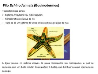 Filo Echinodermata (Equinodermos)
• Características gerais:
 Sistema Ambulacral (ou hidrovascular)
-    Característica exclusiva do filo
-    Trata-se de um sistema de tubos e bolsas cheias de água do mar.




A água penetra no sistema através da placa madrepórica (ou madreporito), a qual se
comunica com um ducto circular. Deste partem 5 ductos, que distribuem a água internamente
ao corpo.
 