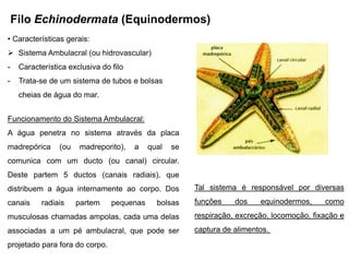Filo Echinodermata (Equinodermos)
• Características gerais:
 Sistema Ambulacral (ou hidrovascular)
-    Característica exclusiva do filo
-    Trata-se de um sistema de tubos e bolsas
     cheias de água do mar.


Funcionamento do Sistema Ambulacral:
A água penetra no sistema através da placa
madrepórica      (ou   madreporito),    a   qual   se
comunica com um ducto (ou canal) circular.
Deste partem 5 ductos (canais radiais), que
distribuem a água internamente ao corpo. Dos            Tal sistema é responsável por diversas
canais      radiais    partem    pequenas     bolsas    funções    dos    equinodermos,     como
musculosas chamadas ampolas, cada uma delas             respiração, excreção, locomoção, fixação e
associadas a um pé ambulacral, que pode ser             captura de alimentos.
projetado para fora do corpo.
 