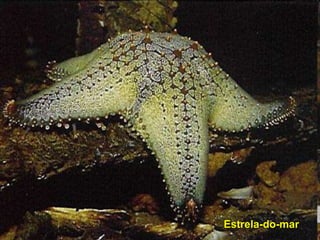 Estrela-do-mar
 