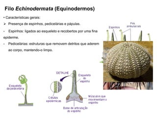 Filo Echinodermata (Equinodermos)
• Características gerais:
 Presença de espinhos, pedicelárias e pápulas.

-    Espinhos: ligados ao esqueleto e recobertos por uma fina
epiderme.
-    Pedicelárias: estruturas que removem detritos que aderem
     ao corpo, mantendo-o limpo.
 