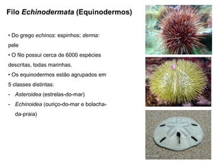 Filo Echinodermata (Equinodermos)


• Do grego echinos: espinhos; derma:
pele
• O filo possui cerca de 6000 espécies
descritas, todas marinhas.
• Os equinodermos estão agrupados em
5 classes distintas:
- Asteroidea (estrelas-do-mar)
- Echinoidea (ouriço-do-mar e bolacha-
  da-praia)
 