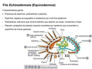 Filo Echinodermata (Equinodermos)
• Características gerais:
 Presença de espinhos, pedicelárias e pápulas.

-    Espinhos: ligados ao esqueleto e recobertos por uma fina epiderme.
-    Pedicelárias: estrutura que remove detritos que aderem ao corpo, mantendo-o limpo.
-    Pápulas: projeções da parede corporal revestidas por epiderme que aumentam a
     superfície de trocas gasosas
 