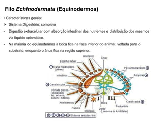 Filo Echinodermata (Equinodermos)
• Características gerais:
 Sistema Digestório: completo
-    Digestão extracelular com absorção intestinal dos nutrientes e distribuição dos mesmos
     via líquido celomático.
-    Na maioria do equinodermos a boca fica na face inferior do animal, voltada para o
     substrato, enquanto o ânus fica na região superior.
 