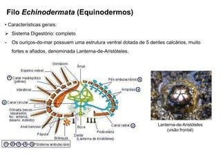 Filo Echinodermata (Equinodermos)
• Características gerais:
 Sistema Digestório: completo
-    Os ouriços-do-mar possuem uma estrutura ventral dotada de 5 dentes calcários, muito
     fortes e afiados, denominada Lanterna-de-Aristóteles.




                                                                     Lanterna-de-Aristóteles
                                                                         (visão frontal)
 