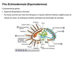 Filo Echinodermata (Equinodermos)
• Características gerais:
 Sistemas Respiratório e Excretor
-    As trocas ocorrem por meio de brânquias e o líquido celômico distribui oxigênio para as
     células do corpo. As brânquias também participam da eliminação de excretas.
 