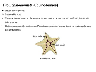 Filo Echinodermata (Equinodermos)
• Características gerais:
 Sistema Nervoso
-    Consiste em um anel circular do qual partem nervos radiais que se ramificam, inervando
     todo o corpo.
-    O sistema sensorial é rudimentar. Possui receptores químicos e táteis na região oral e dos
     pés ambulacrais.
 