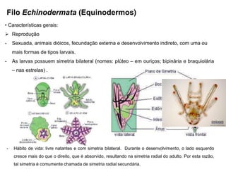Filo Echinodermata (Equinodermos)
• Características gerais:
 Reprodução
-       Sexuada, animais dióicos, fecundação externa e desenvolvimento indireto, com uma ou
        mais formas de tipos larvais.
-       As larvas possuem simetria bilateral (nomes: plúteo – em ouriços; bipinária e braquiolária
        – nas estrelas) .




    -   Hábito de vida: livre natantes e com simetria bilateral. Durante o desenvolvimento, o lado esquerdo
        cresce mais do que o direito, que é absorvido, resultando na simetria radial do adulto. Por esta razão,
        tal simetria é comumente chamada de simetria radial secundária.
 