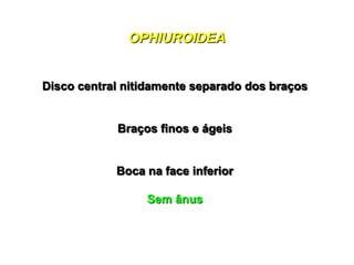 OPHIUROIDEA


Disco central nitidamente separado dos braços


            Braços finos e ágeis


            Boca na face inferior

                 Sem ânus
 