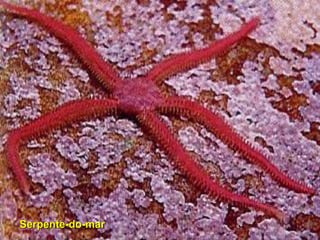 Serpente-do-mar
 