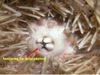 lanterna de Aristóteles
 