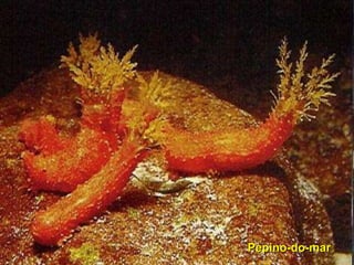Pepino-do-mar
 
