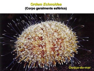 Ordem Echnoidea
(Corpo geralmente esférico)




                              Ouriço-do-mar
 
