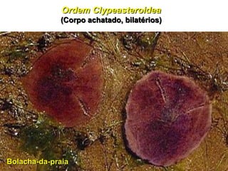 Ordem Clypeasteroidea
              (Corpo achatado, bilatérios)




Bolacha-da-praia
 