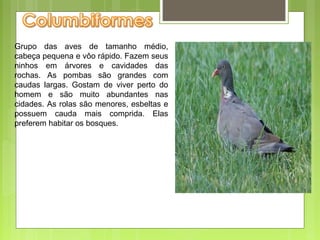 Grupo das aves de tamanho médio,
cabeça pequena e vôo rápido. Fazem seus
ninhos em árvores e cavidades das
rochas. As pombas são grandes com
caudas largas. Gostam de viver perto do
homem e são muito abundantes nas
cidades. As rolas são menores, esbeltas e
possuem cauda mais comprida. Elas
preferem habitar os bosques.
 
 
 