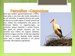 Aves  que  medem  aproximadamente  1  metro. 
Suas  patas  e  seu  bico  são  muito  compridos  e 
de cor vermelha. A cegonha-branca tem parte 
do dorso e a cauda negros. É muito comum ver 
seus  ninhos  nos  campanários  dos  povos  da 
Península  Ibérica.  A  cegonha-negra,  ao 
contrário,  possui  somente  o  ventre  branco. 
Não  gosta  do  contato  humano,  por  isso 
constrói  seus  ninhos  em  lugares  solitários, 
próximos a água corrente. O vôo das cegonhas 
é  lento  e  pausado.  Quando  estão  voando, 
ficam  com  o  corpo  esticado  e  um  pouco 
inclinado. São espécies migratórias.
 
